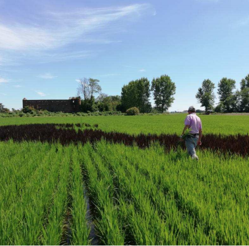 razza77 il riso italiano razza77 il riso italiano